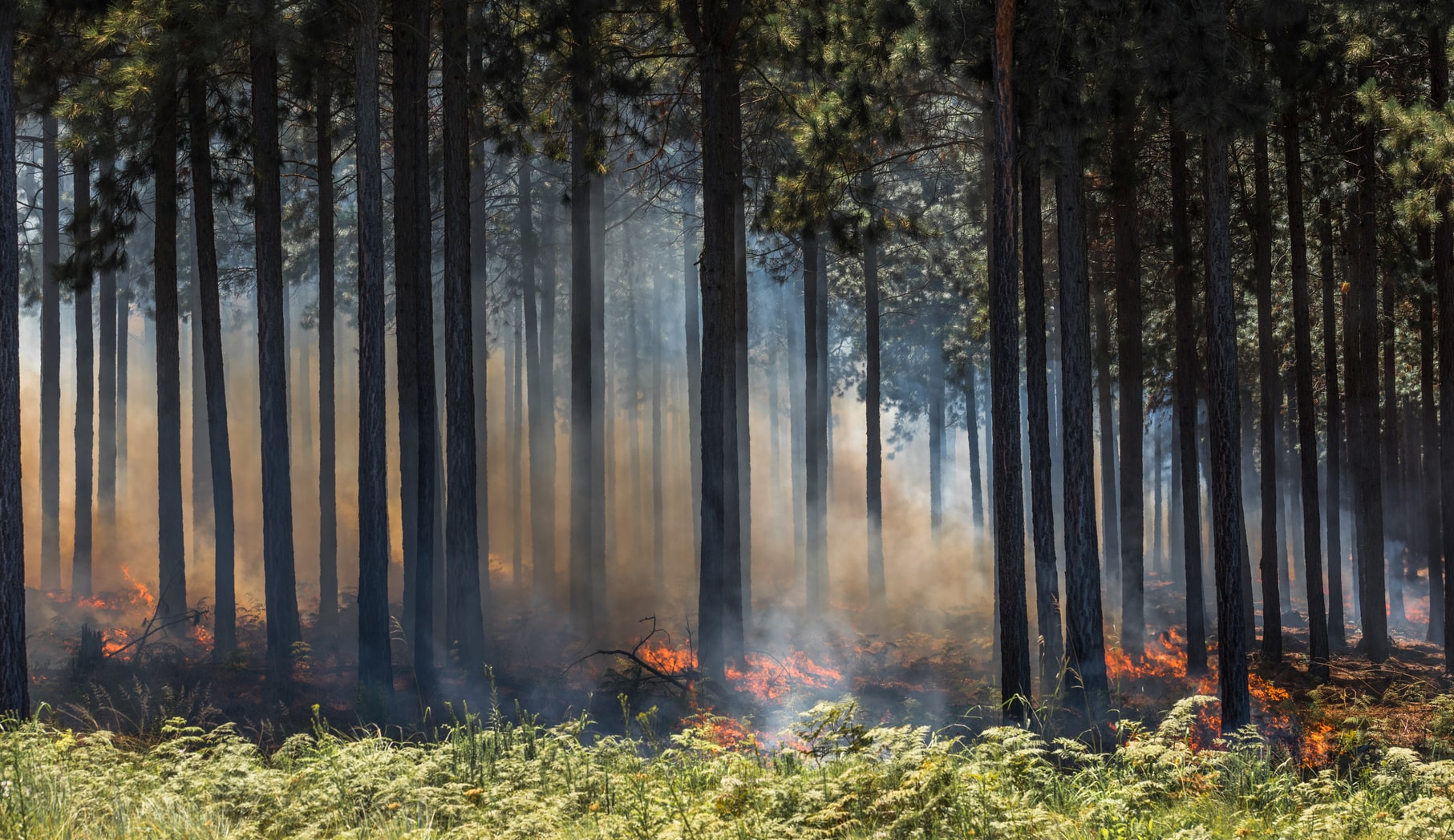 Der Waldbrand in Mecklenburg-Vorpommern ist wieder aufgeflammt. (Foto: Fotolia/javarman)