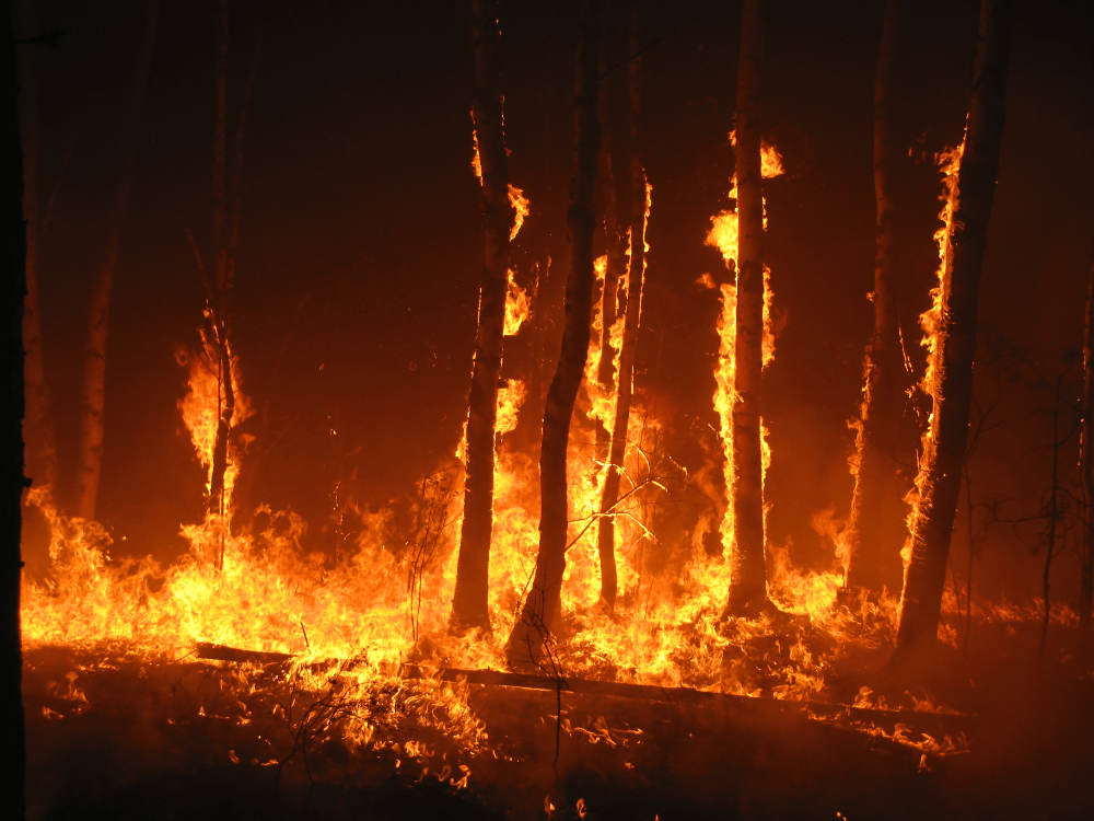 Vor allem in Griechenland und der Türkei wüten verheerende Brände (Foto: AdobeStock/Evgeny Dubinchuk).