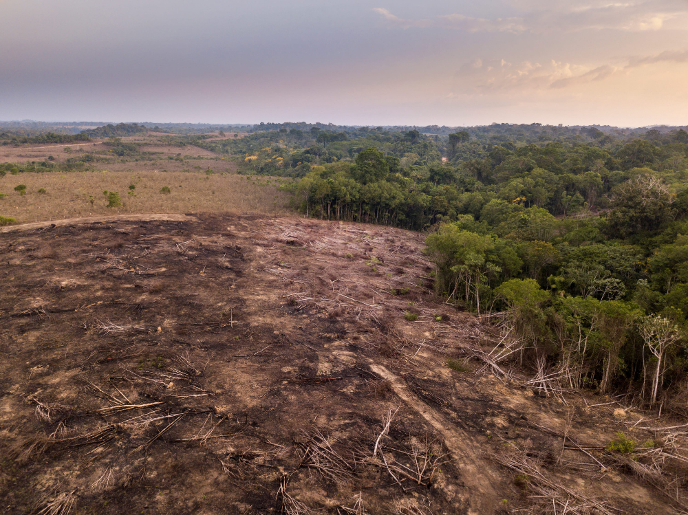 In tropischen Regionen ist im vergangenen Jahr am meisten Waldfläche zerstört wurden. (Foto: AdobeStock/ Imago Photo)